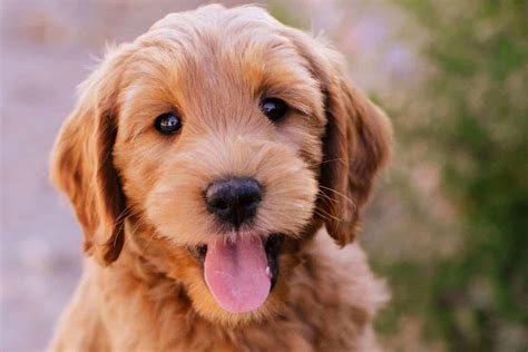  Are Goldendoodles Smart? Goldendoodles are very smart